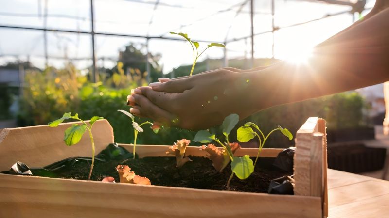 Growing For The Planet: How Sustainable Gardening Practices Can Help To Mitigate Climate Change