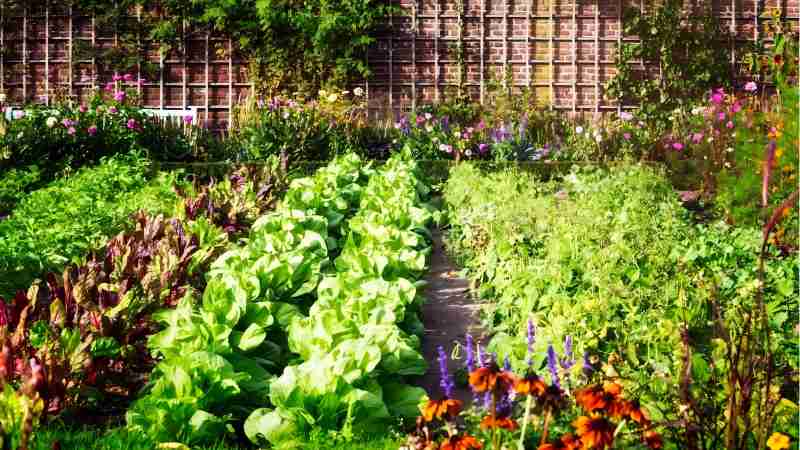 How Organic Gardening Supplies Can Transform Your Garden And The Environment?
