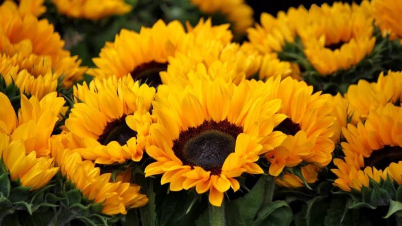 Do you know these secrets of plants？