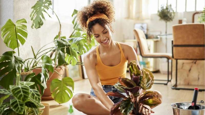 Planting Tips: Best Indoor Plants Recommendations and Care Guide