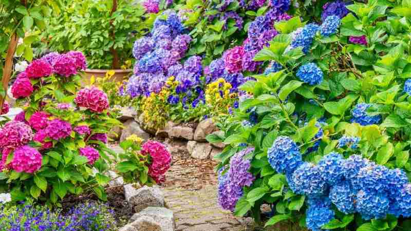 From planting to caring for flowers that bloom forever
