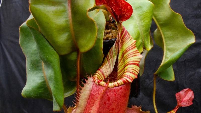 How terrible are carnivorous plants?