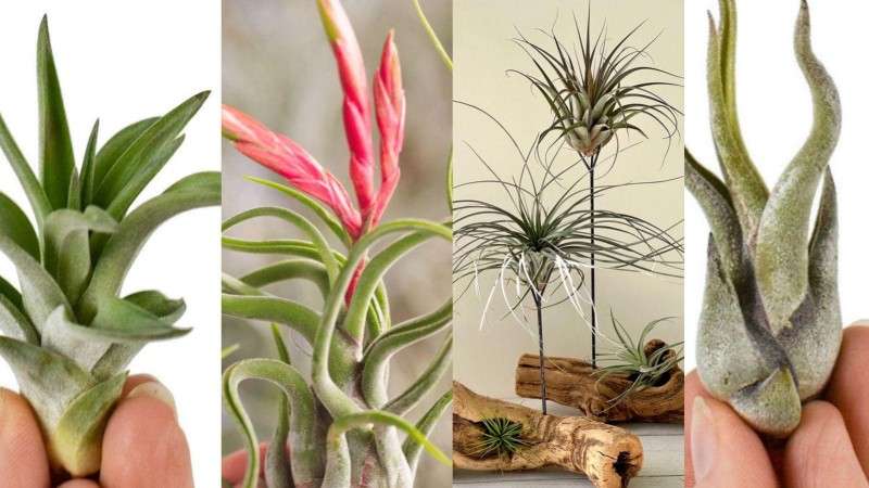 Have you ever seen a magical plant that can grow by drinking air？