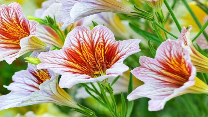 The Five Best Flowers for Newbies to Keep Alive