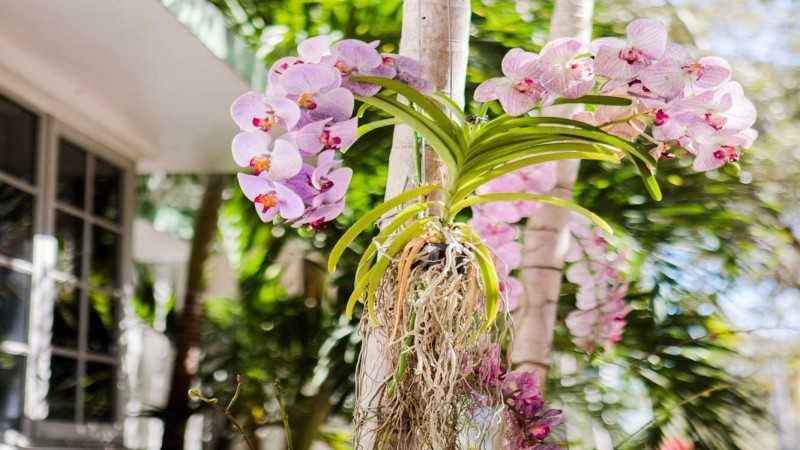 The natural choice for indoor air purification five high-quality greenery recommendations